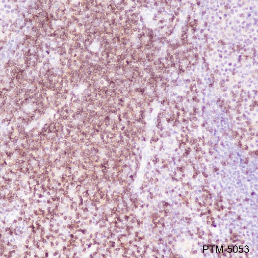 Anti-CD4 Rabbit mAb