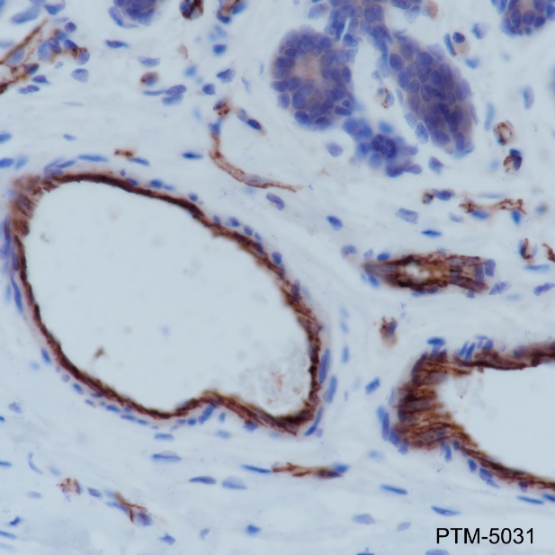 Anti-CD31 Rabbit mAb