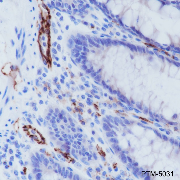 Anti-CD31 Rabbit mAb