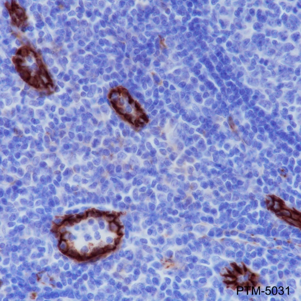 Anti-CD31 Rabbit mAb