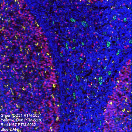 Anti-CD31 Rabbit mAb