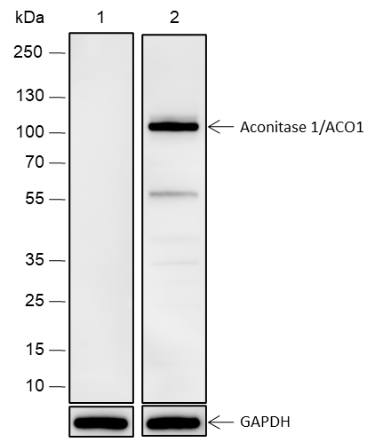 Anti-Aconitase 1 / ACO1 Rabbit mAb