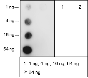Anti-Phospho-Histone H2A (Ser129) Rabbit pAb