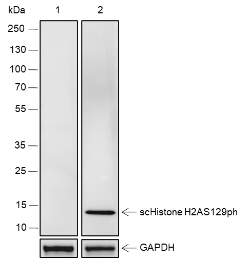 Anti-Phospho-Histone H2A (Ser129) Rabbit pAb