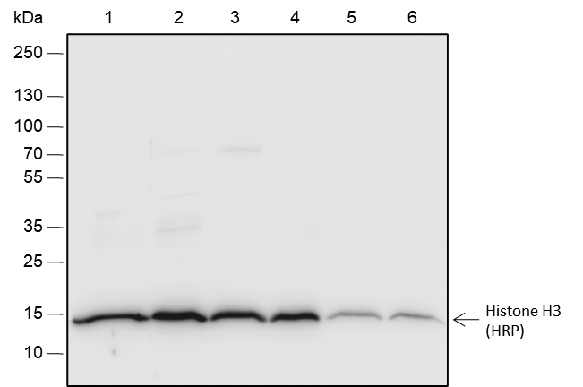 Anti-Histone H3 Rabbit mAb (HRP Conjugate)