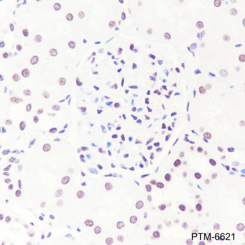 Anti-Histone H3 Rabbit mAb (HRP Conjugate)
