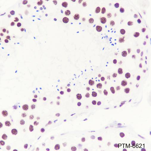 Anti-Histone H3 Rabbit mAb (HRP Conjugate)