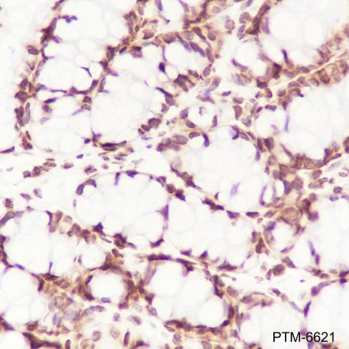 Anti-Histone H3 Rabbit mAb (HRP Conjugate)