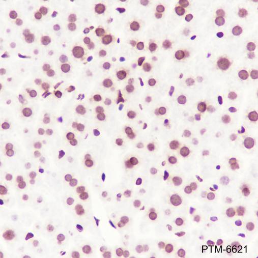 Anti-Histone H3 Rabbit mAb (HRP Conjugate)