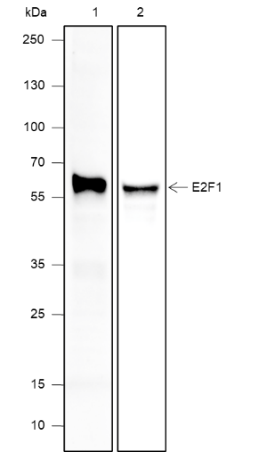 Anti-E2F1 Mouse mAb