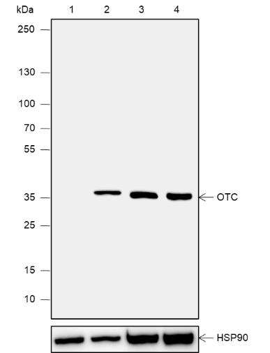 Anti-OTC Mouse mAb