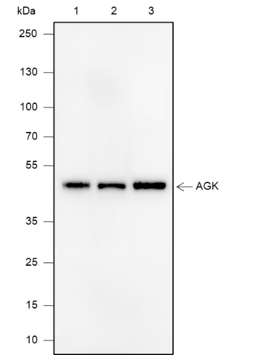 Anti-AGK Mouse mAb