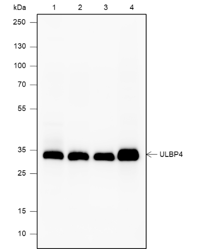 Anti-RAET1E Rabbit mAb
