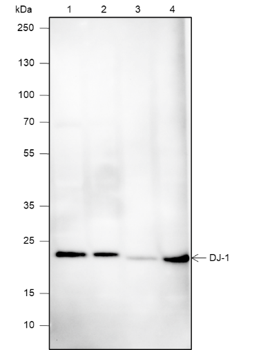 Anti-DJ-1 Mouse mAb