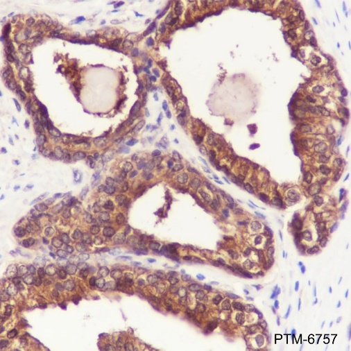 Anti-DJ-1 Mouse mAb