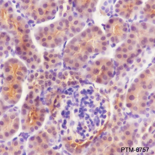 Anti-DJ-1 Mouse mAb