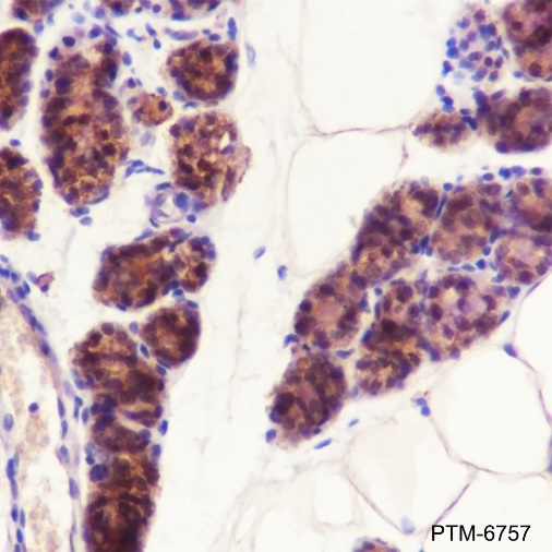 Anti-DJ-1 Mouse mAb