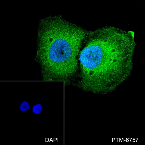 Anti-DJ-1 Mouse mAb