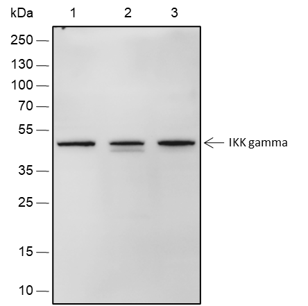 Anti-IKK gamma Rabbit mAb