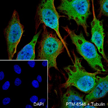 Anti-IKK gamma Rabbit mAb