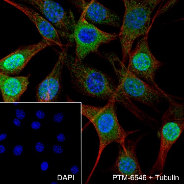 Anti-IKK gamma Rabbit mAb