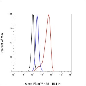 Anti-IKK gamma Rabbit mAb