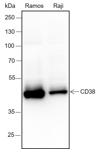Anti-CD38 Rabbit mAb