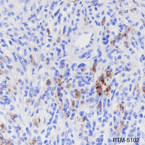 Anti-CD38 Rabbit mAb