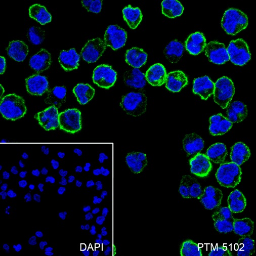 Anti-CD38 Rabbit mAb