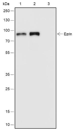 Anti-Ezrin Rabbit mAb