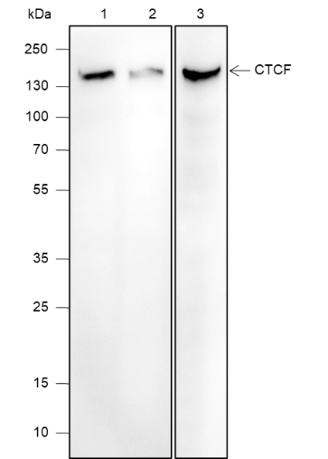 Anti-CTCF Mouse mAb
