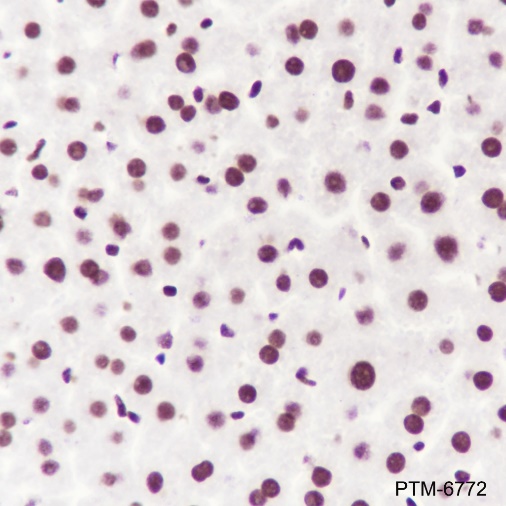 Anti-CTCF Mouse mAb