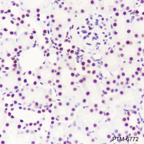 Anti-CTCF Mouse mAb
