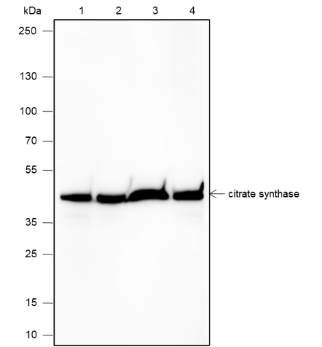 Anti-Citrate Synthase Mouse mAb