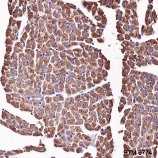Anti-Citrate Synthase Mouse mAb