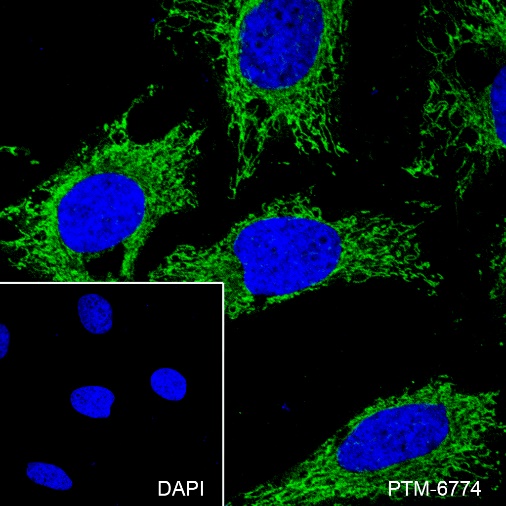 Anti-Citrate Synthase Mouse mAb