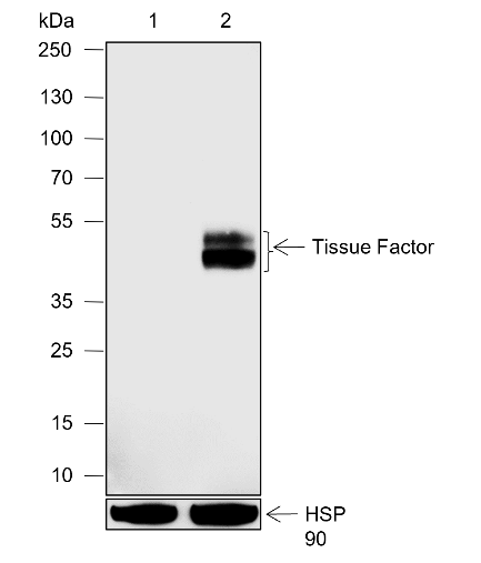 Anti-Tissue Factor Rabbit pAb