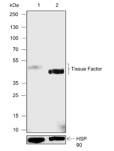 Anti-Tissue Factor Rabbit pAb