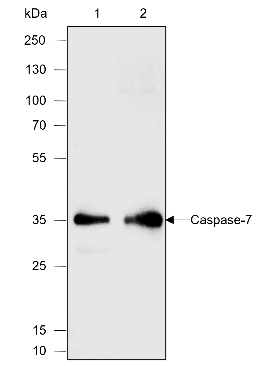 Anti-Caspase-7 Rabbit mAb