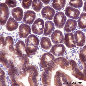 Anti-Caspase-7 Rabbit mAb
