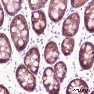 Anti-Caspase-7 Rabbit mAb
