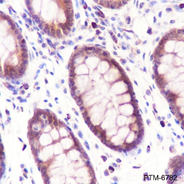 Anti-Caspase-7 Rabbit pAb