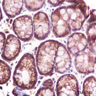 Anti-Caspase-7 Rabbit pAb