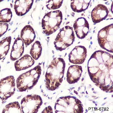 Anti-Caspase-7 Rabbit pAb