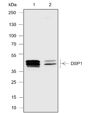 Anti-PDSS1 Rabbit pAb