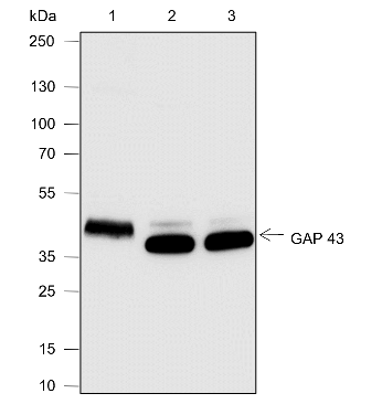 Anti-GAP43 Rabbit pAb