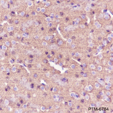 Anti-GAP43 Rabbit pAb