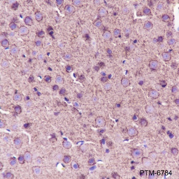 Anti-GAP43 Rabbit pAb