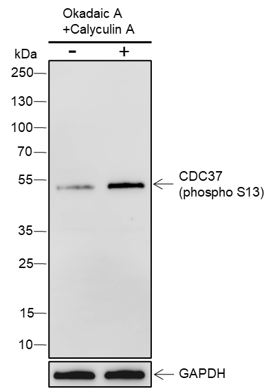 Anti-Phospho-Cdc37 (Ser13) Rabbit pAb