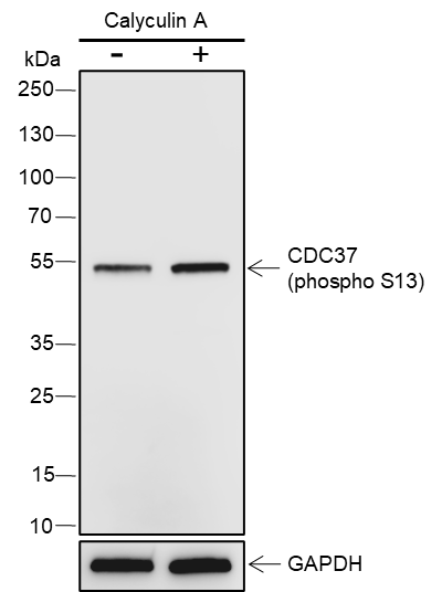 Anti-Phospho-Cdc37 (Ser13) Rabbit pAb